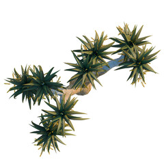 Aloe pillansii tree plan, top view, cutout, transparent background, isolate, Close-up of a prickly pear cactus with a detailed texture and vibrant green spines. © KP Stock