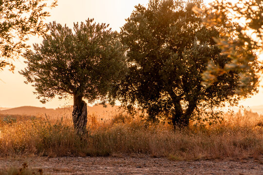 Olive trees basking in warm evening sunlight