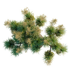 Fototapeta premium BEAUCARNIA recuvata tree plan, top view, cutout, transparent background, isolate, Detailed close-up of a vibrant green fern plant with intricate leaf patterns and textures.