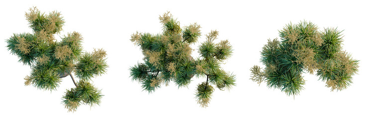 Fototapeta premium BEAUCARNIA recuvata tree plan, top view, cutout, transparent background, isolate, Lush Green Fern Fronds, Detailed Texture, Natural Beauty, Botanical Illustration, Springtime Growth