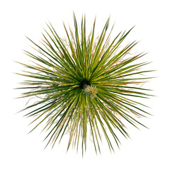 Obraz premium Dasylirion texanum tree plan, top view, cutout, transparent background, isolate, Detailed close-up of fresh green pine needles and branches, textured, natural