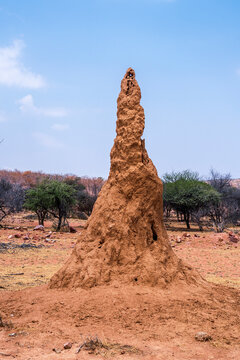 Towering termite mound in an arid landscape