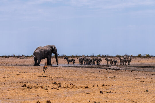 Elephant and zebras at a watering hole in Etosha