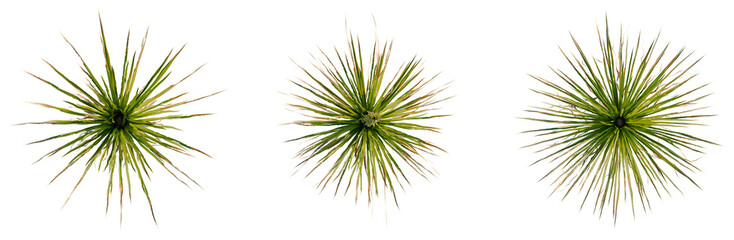 Fototapeta premium Dasylirion texanum tree plan, top view, cutout, transparent background, isolate, Close-up of vibrant green grass texture, detailed macro photography for backgrounds and nature themes.