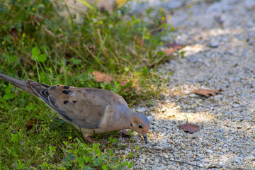 Fototapeta premium Mourning Dove on Gravel Walkway