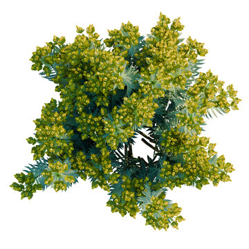 Euphorbia rigida tree plan, top view, cutout, transparent background, isolate, Lush Green Fern Fronds Close-Up, Natural Beauty, Detailed Texture, Botanical Illustration