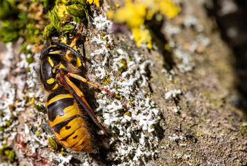 common queen wasp (Vespula vulgaris) warms herself on a tree in early March