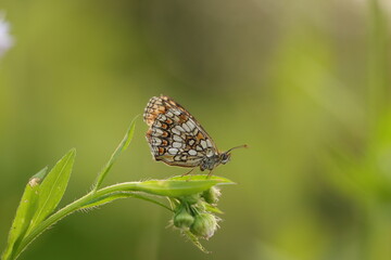 una farfalla melitaea athalia su un fiore bianco al tramonto