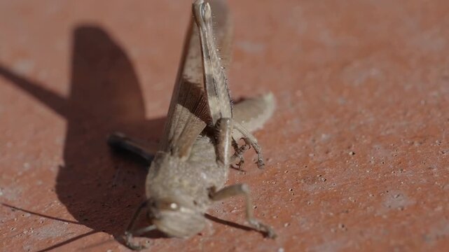 close-up of a common field grasshopper (Chorthippus brunneus) in slow motion, opening its colorful forewing.