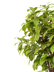 Obraz premium Bush leaves isolated on transparent background. Shrub leaves isolated on transparent background. Bush or Shrub leaves, branch, twigs, foliage, branches PNG. Bush leaves isolated on white background. 