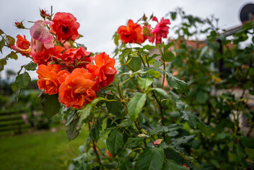 Orange and Red Roses Covered with Raindrops Blooming on Garden Bush in Rural Mionica, Serbia with Green Leaves and Soft Countryside Background After Rain