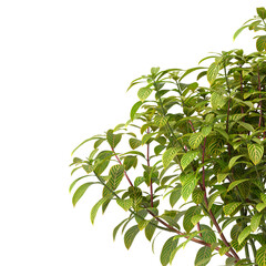 Obraz premium Bush leaves isolated on transparent background. Shrub leaves isolated on transparent background. Bush or Shrub leaves, branch, twigs, foliage, branches PNG. Bush leaves isolated on white background. 