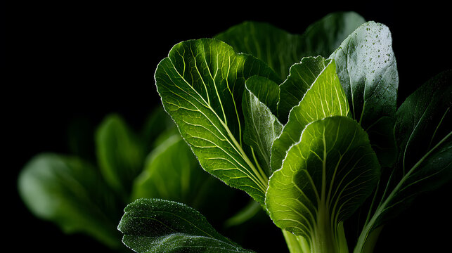 Vibrant bok choy illuminated against a dark background, showcasing its intricate textures and lively colors