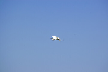 Fototapeta premium heron flying through the air