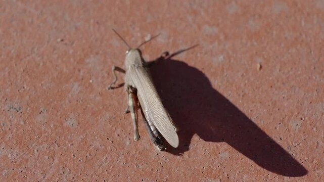close-up of a common field grasshopper (Chorthippus brunneus) in slow motion, opening its colorful forewing.