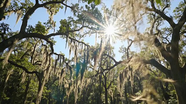 Sunlight Through Spanish Moss - Sunlight shines brightly through the Spanish moss draped over oak tree branches.