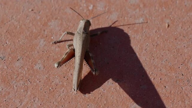 close-up of a common field grasshopper (Chorthippus brunneus) in slow motion, opening its colorful forewing.