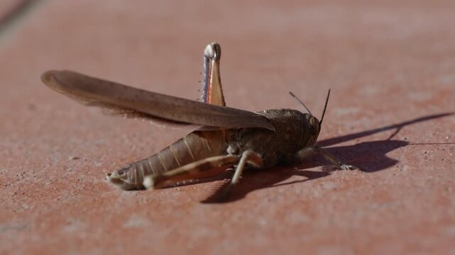close-up of a common field grasshopper (Chorthippus brunneus) in slow motion, opening its colorful forewing.