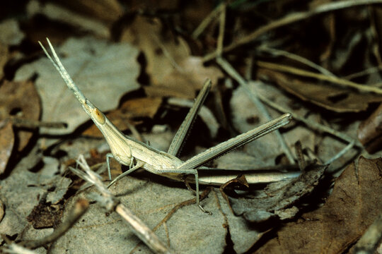 slant-faced grasshopper, likely of the genus Acrida, commonly known as a cone-headed or nosed grasshopper. 
(Acrida ungarica) Italy Sardinia
