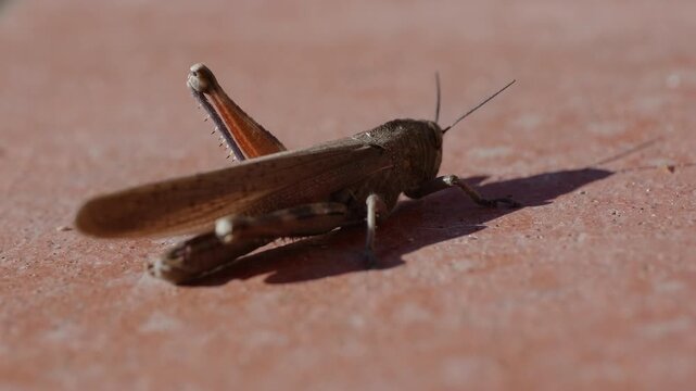 close-up of a common field grasshopper (Chorthippus brunneus) in slow motion, warming itself in the last rays of sun before the arrival of winter.