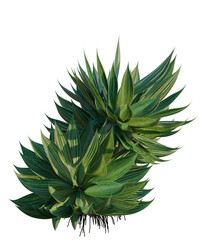 Fototapeta premium Agave Attenuata tree, elevation, front view, cutout, transparent background, isolate, Close-up of a vibrant green aloe vera plant, showing detailed texture and botanical beauty.