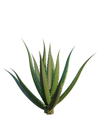 Fototapeta premium Aloe barbadensis tree, elevation, front view, cutout, transparent background, isolate, Aloe Vera Plant Close-Up, Detailed Texture, Natural Beauty, Healthy Lifestyle, Botanical Illustration