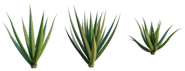 Aloe barbadensis tree, elevation, front view, cutout, transparent background, isolate, Aloe Vera Plant Close-Up, Detailed Green Leaves, Natural Texture, Succulent, Botanical, Garden © KP Stock