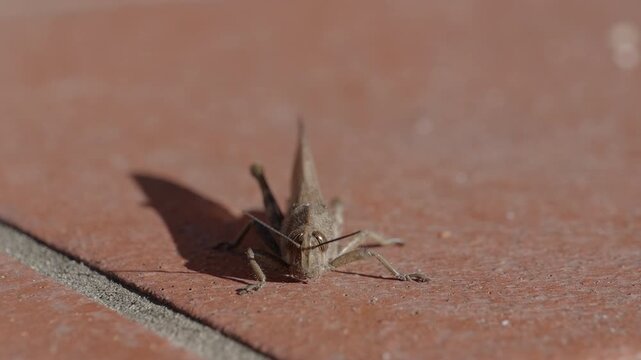 close-up of a common field grasshopper (Chorthippus brunneus) in slow motion, warming itself in the last rays of sun before the arrival of winter.