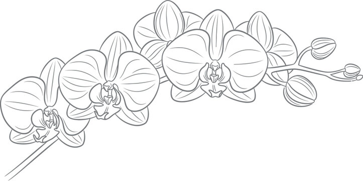 Elegant black and white line art drawing showcasing a beautiful spray of phalaenopsis orchid flowers with closed buds awaiting bloom