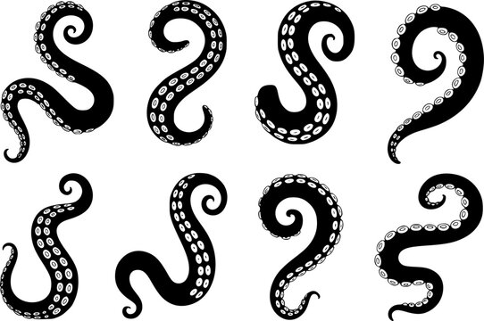 Collection of black octopus tentacles with white suction cups a white background