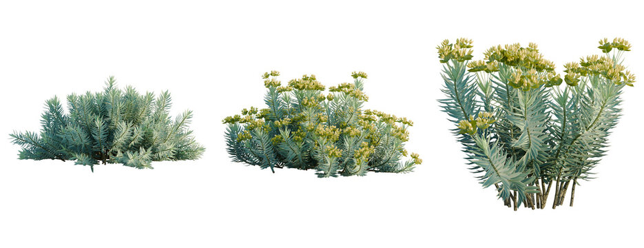 Euphorbia rigida tree, elevation, front view, cutout, transparent background, isolate, Detailed close-up view of a vibrant, spiky succulent plant with intricate textures and rich green tones.