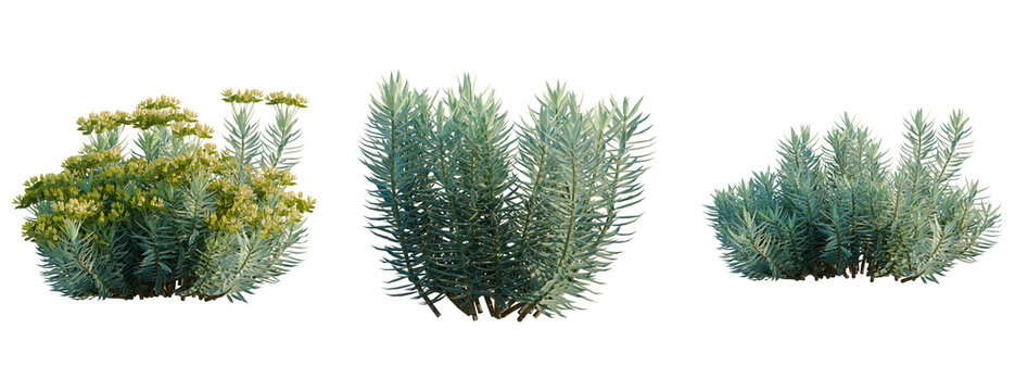 Euphorbia rigida tree, elevation, front view, cutout, transparent background, isolate, Close-up of a Vibrant Blue Spruce Tree with Detailed Texture and Lush Green Needles