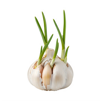 Sprouted garlic bulb with green shoots