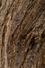 Obraz premium Closeup texture of tree bark.