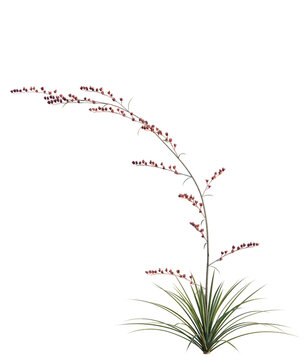Hesperaloe parviflora tree, elevation, front view, cutout, transparent background, isolate, Delicate ornamental grass, lush greenery, a botanical illustration for springtime backgrounds