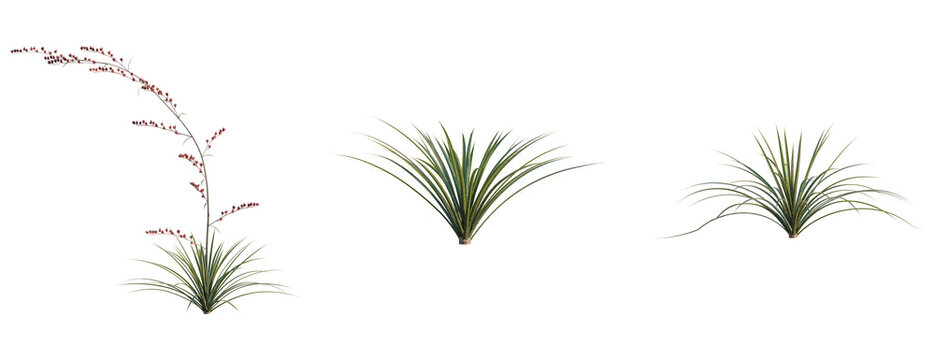 Hesperaloe parviflora tree, elevation, front view, cutout, transparent background, isolate, Delicate fern leaf with water droplets, perfect for natural backgrounds and decorative elements.