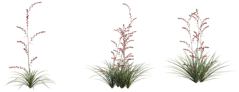 Hesperaloe parviflora tree, elevation, front view, cutout, transparent background, isolate, Lush Green Fern with Reddish-Brown Fronds, Detailed Botanical Illustration for Nature-Themed Designs
