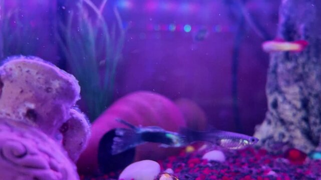 Pesciolini in acquario 