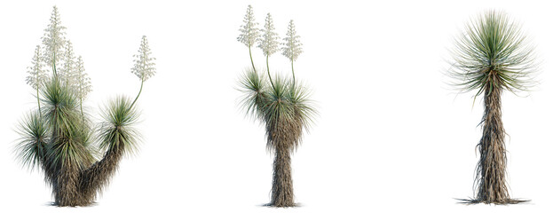 Yucca thompsoniana tree, elevation, front view, cutout, transparent background, isolate, Ancient weathered tree trunk with intricate bark texture, nature macro photography © KP Stock