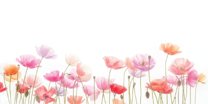 Watercolor poppies and wildflowers border in soft pastel colors, delicate floral illustration with white background for design, hand painted, design element