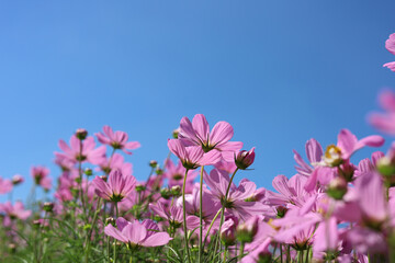 Fototapeta premium Pink cosmos flowers under a clear blue sky.