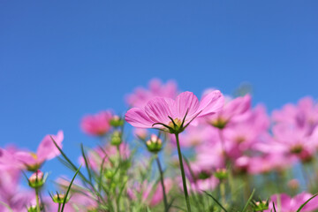 Obraz premium Pink cosmos flowers under a clear blue sky.