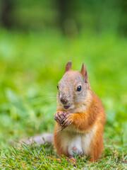 Fototapeta premium Squirrel eats a nut while sitting in green grass. Eurasian red squirrel, Sciurus vulgaris