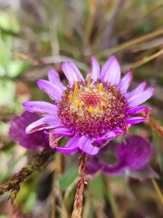 Fototapeta premium a wildflower