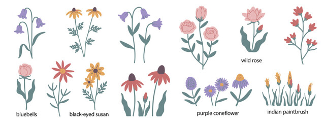 Collection of Hand Drawn Botanical Illustrations of Flowers