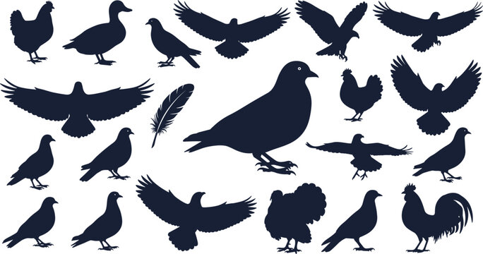 Bird silhouette set including pigeon duck chicken and eagle, cad drawing flat vector illustration, poultry and wildlife icons isolated on white.