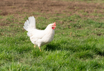 A beautiful white free-range chicken grazes on green grass. Organic food production concept. Animal welfare concept.