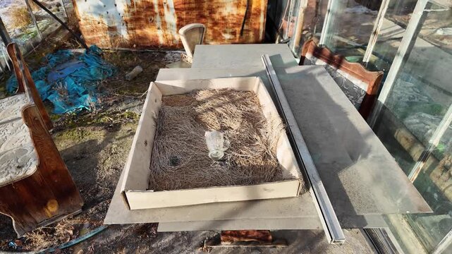 Vintage glass cup in cardboard box with dry straw, abandoned greenhouse interior, rusty metal walls, rustic still life in derelict glasshouse, forgotten objects on old table, industrial decay aestheti