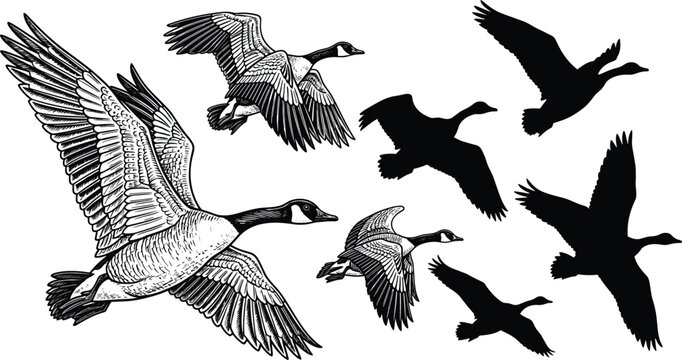 Canada goose flying in the sky set collection cad drawing flat vector illustration for migratory nature wildlife and outdoor design.
