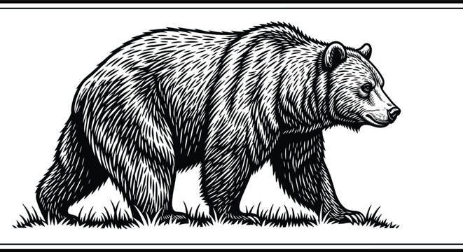 Grizzly bear walking on grass field silhouette collection cad drawing flat vector illustration for wildlife nature forest and zoo design.